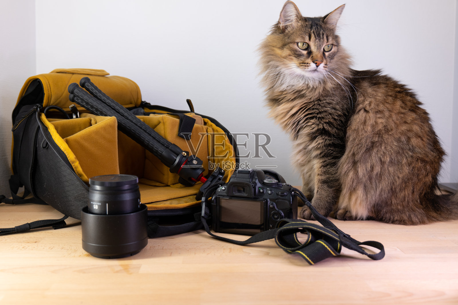 时尚的相机包与配件和可爱的猫在木桌上照片摄影图片