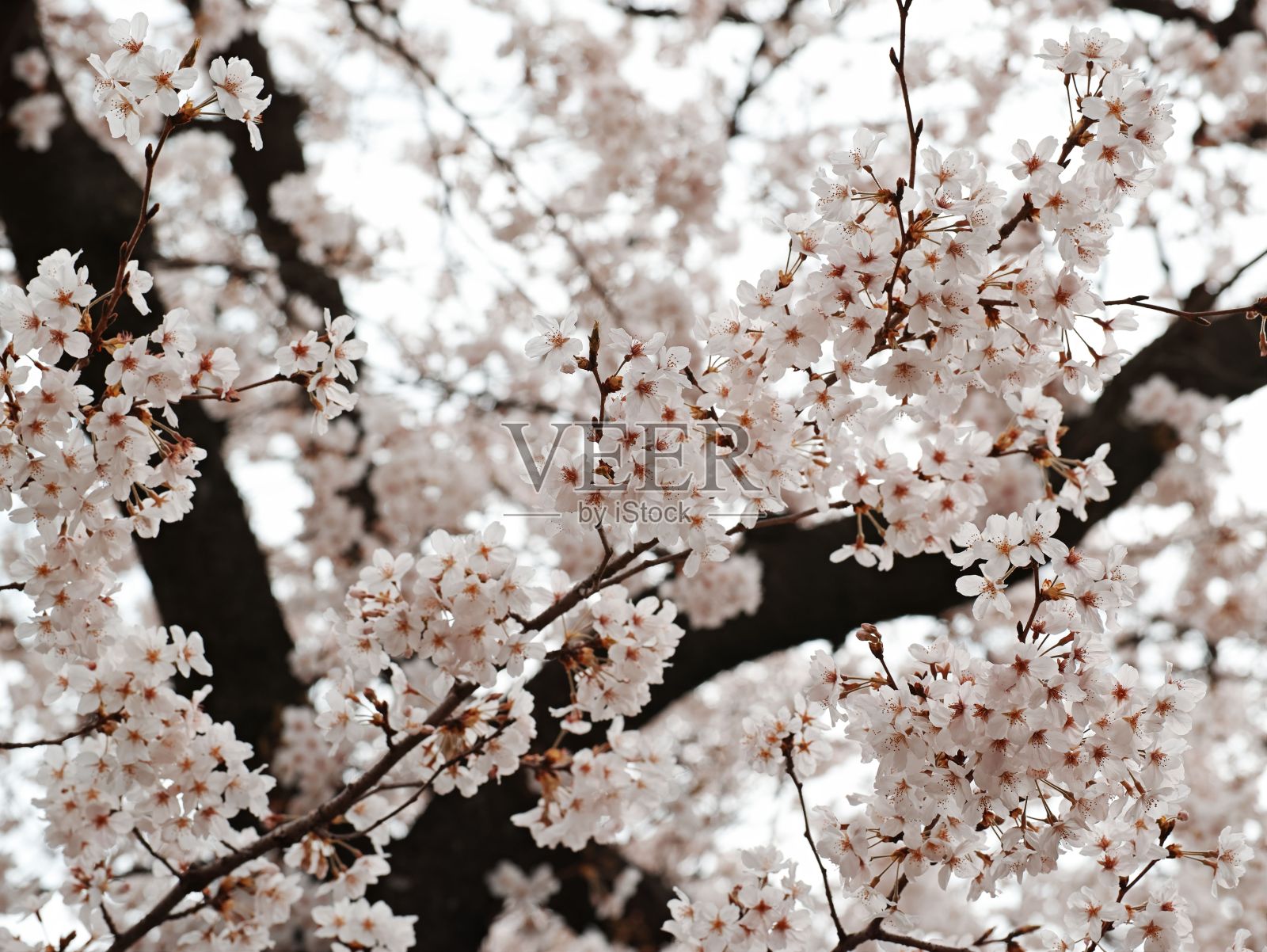 在春天阳光明媚的一天，杏树在花园里开花的特写照片摄影图片