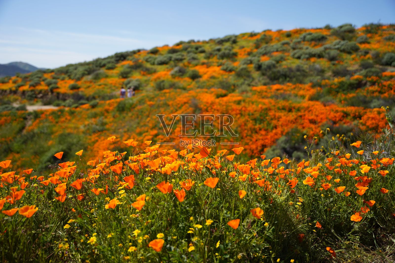 令人惊叹的鸟瞰橙花田，背景是起伏的山丘照片摄影图片