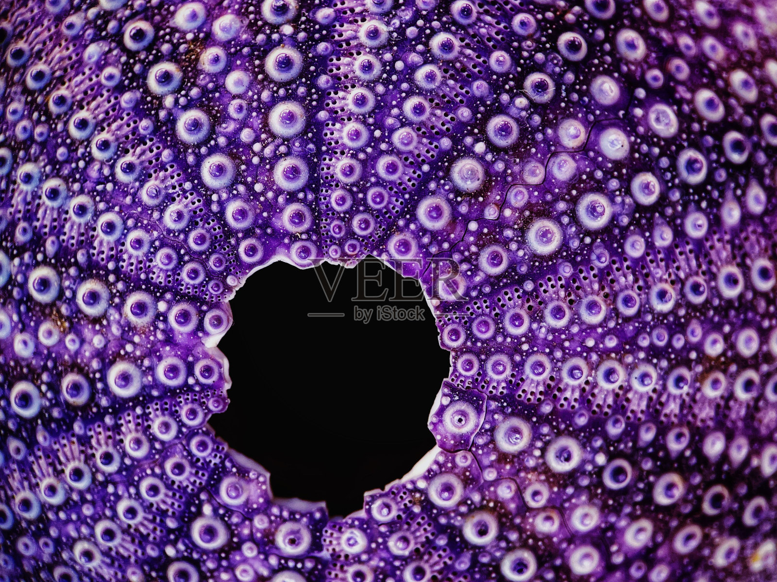 一只亮紫色斑点海胆的细节微距镜头照片摄影图片