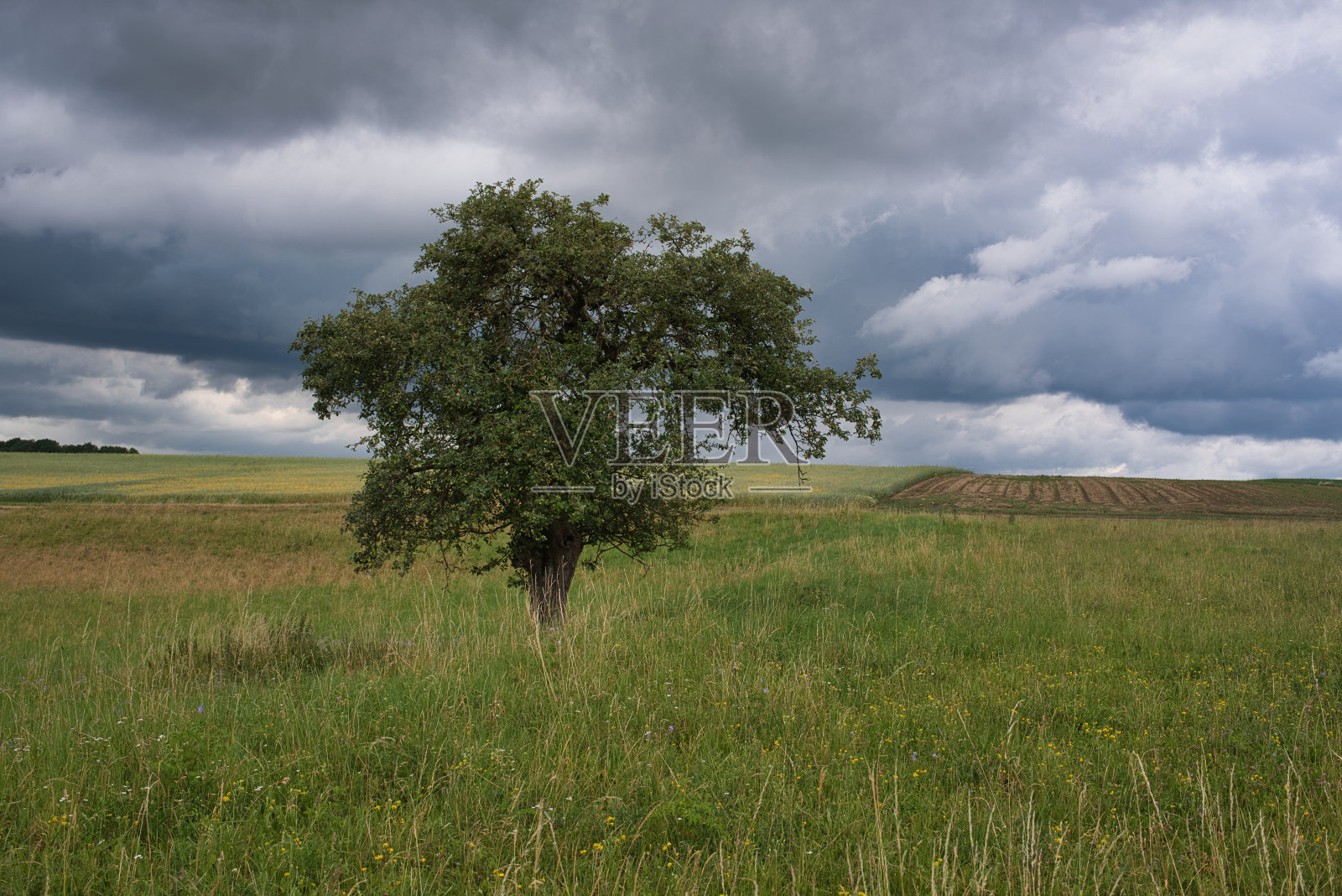 苹果树照片摄影图片