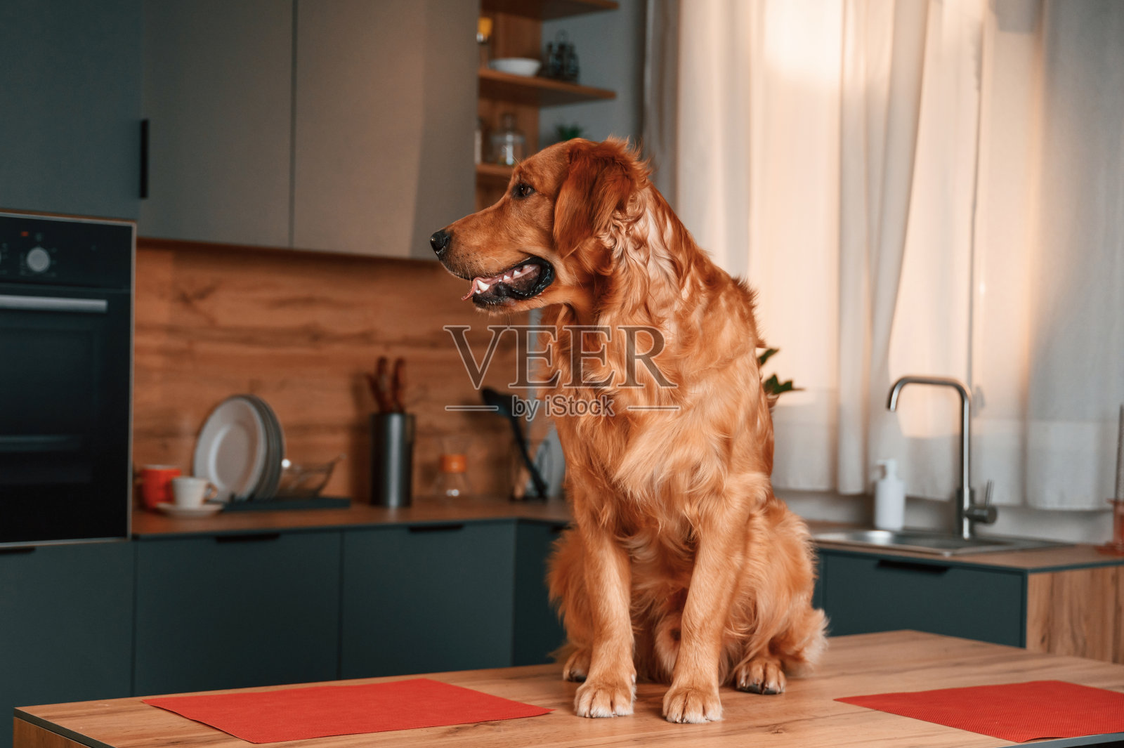 坐在桌子上。可爱的金毛猎犬在室内的厨房里照片摄影图片