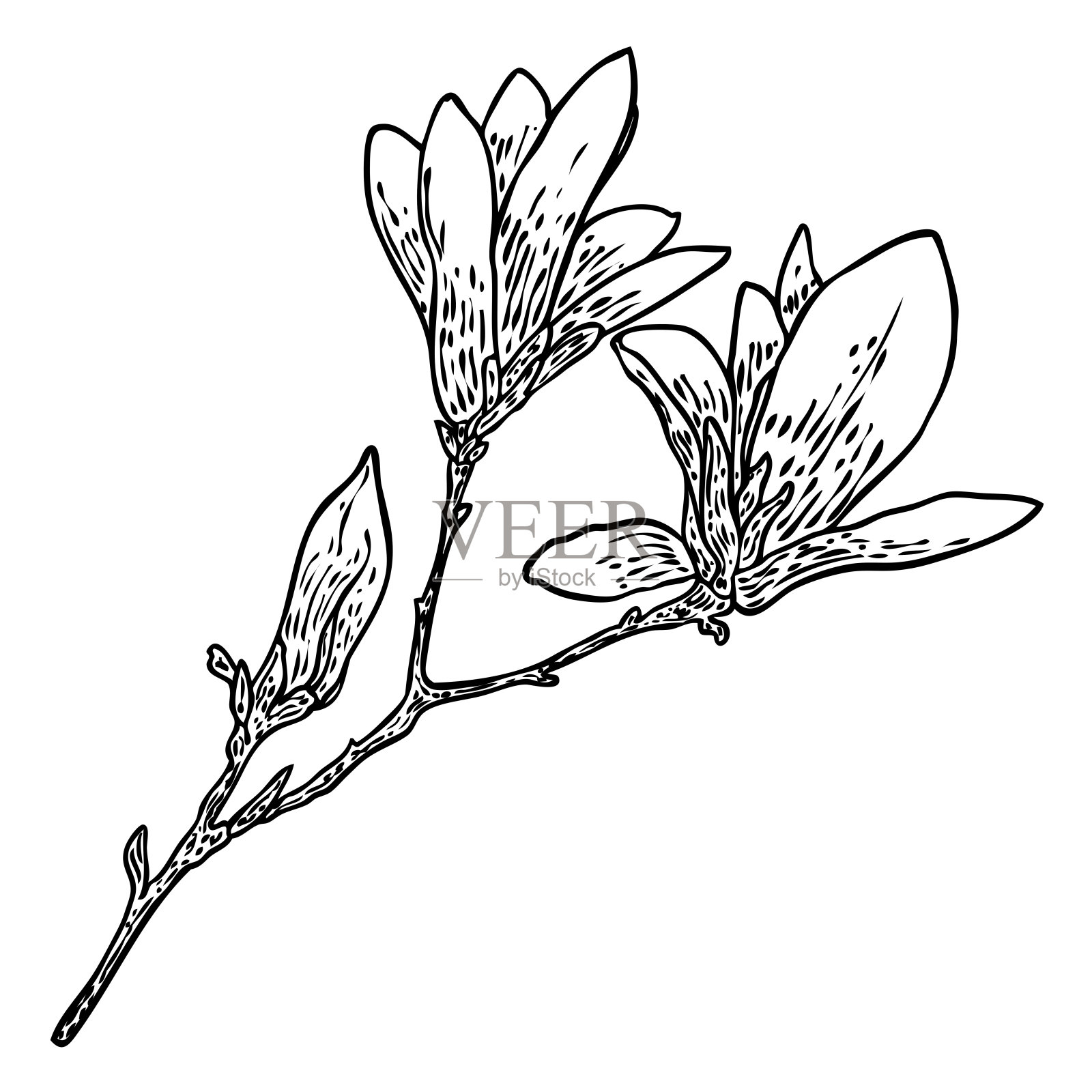 白玉兰花和花瓣绘画插图海报，邀请和贺卡的设计。白玉兰花嫩枝取自天然乔木植物，隔绝元素。向量。插画图片素材