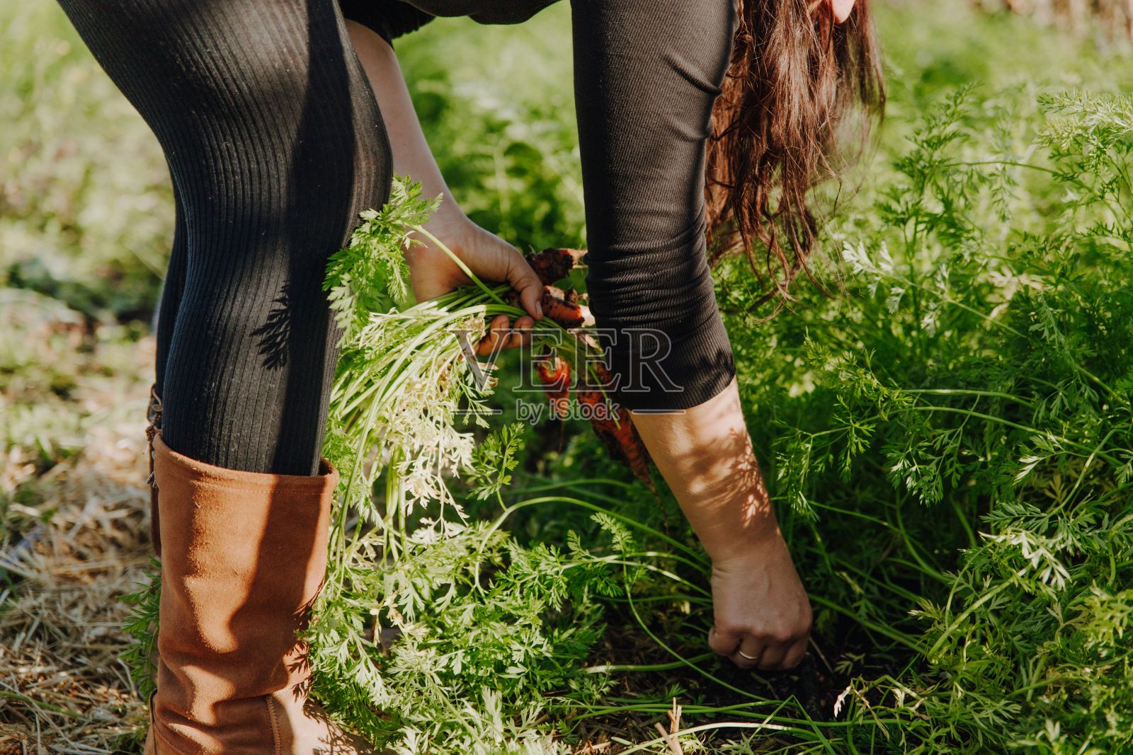 年轻的成年女子从花园里收集新鲜的橙色胡萝卜照片摄影图片