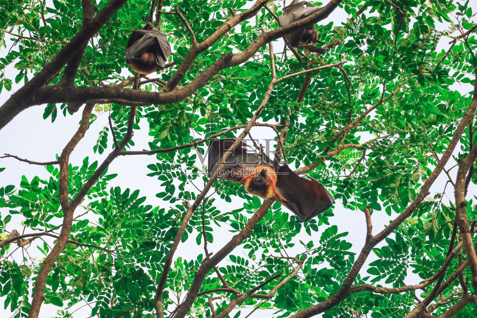 几只蝙蝠倒挂在树枝上，悬挂在明亮的环境中照片摄影图片