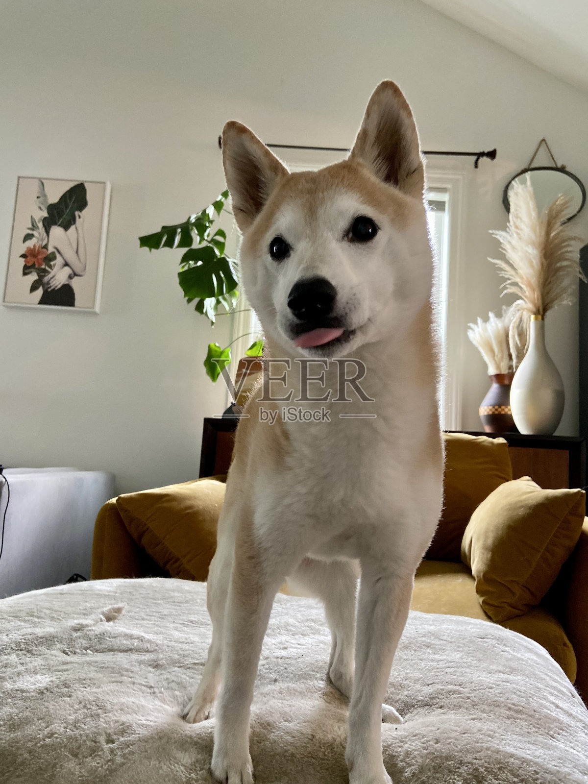 快乐的柴犬站在脚凳上伸出舌头照片摄影图片