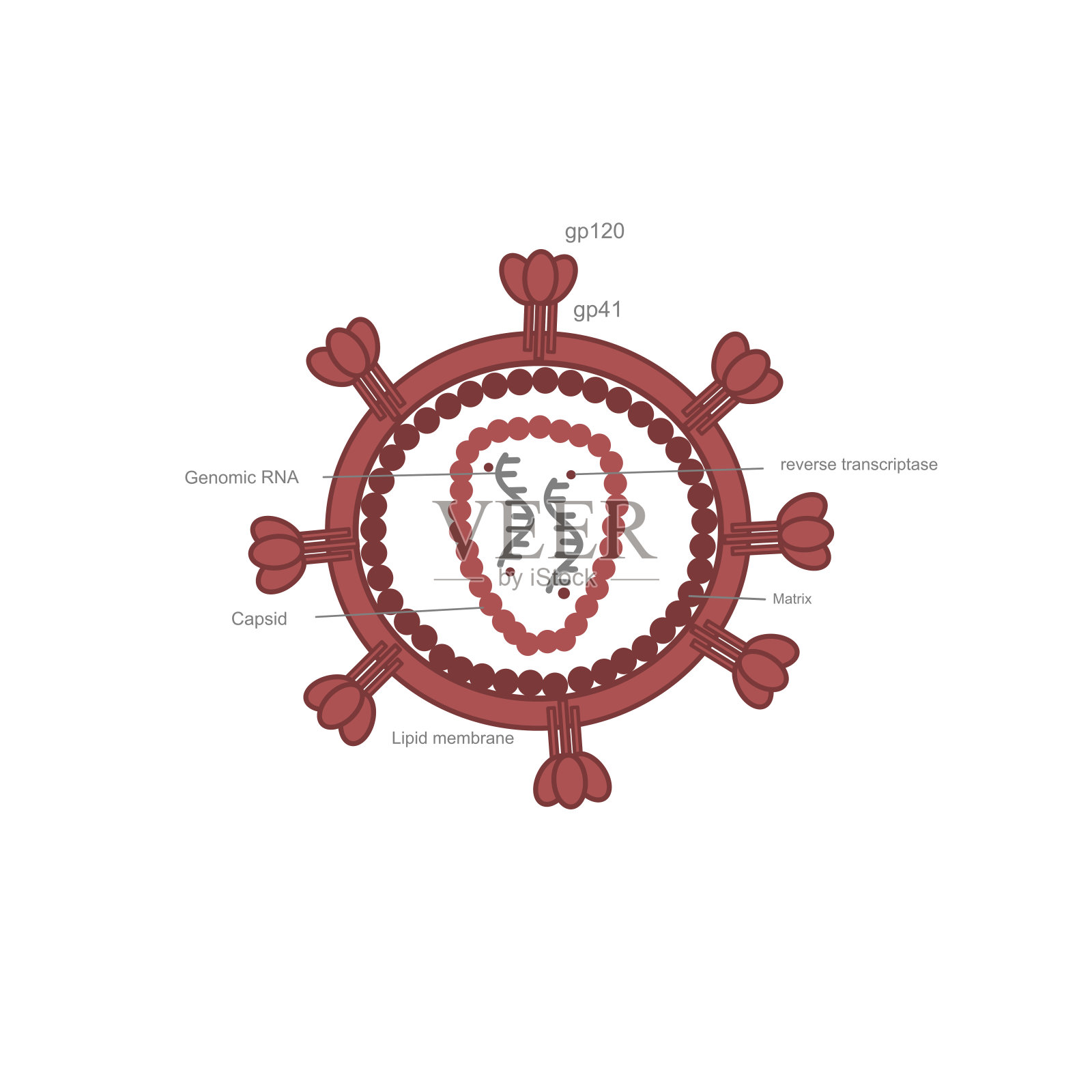 人类免疫缺陷病毒(HIV)的病毒结构，显示了重要的组成部分:包膜糖蛋白gp120, gp41，基因组RNA，衣壳，脂膜，基质，逆转录酶。插画图片素材
