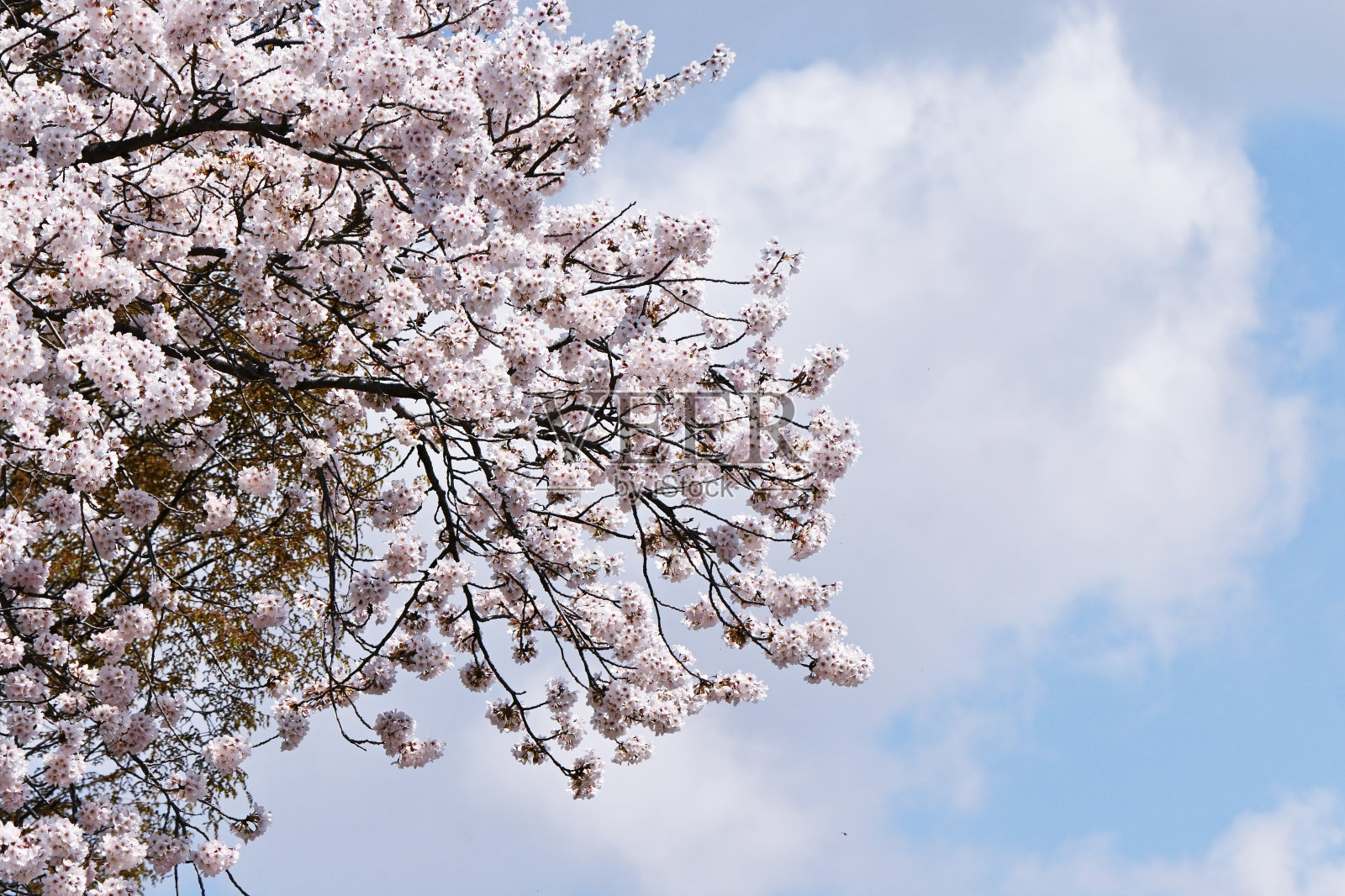 去日本旅游，赏樱。照片摄影图片