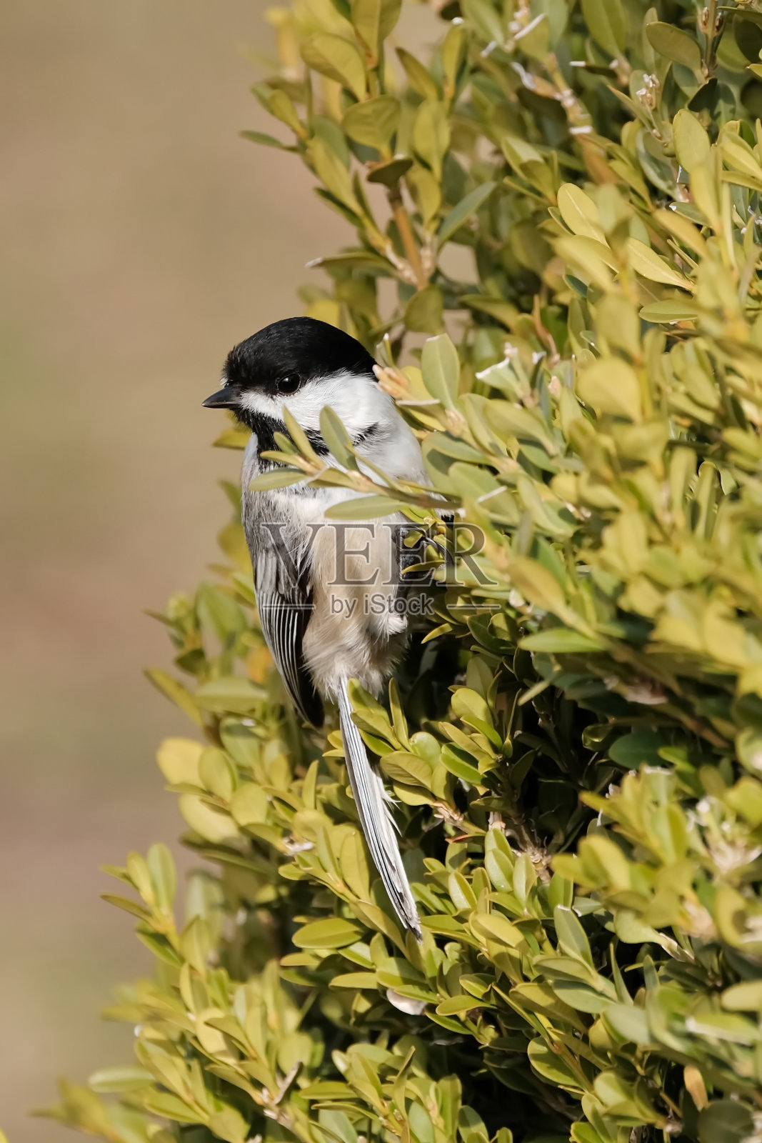 山雀照片摄影图片