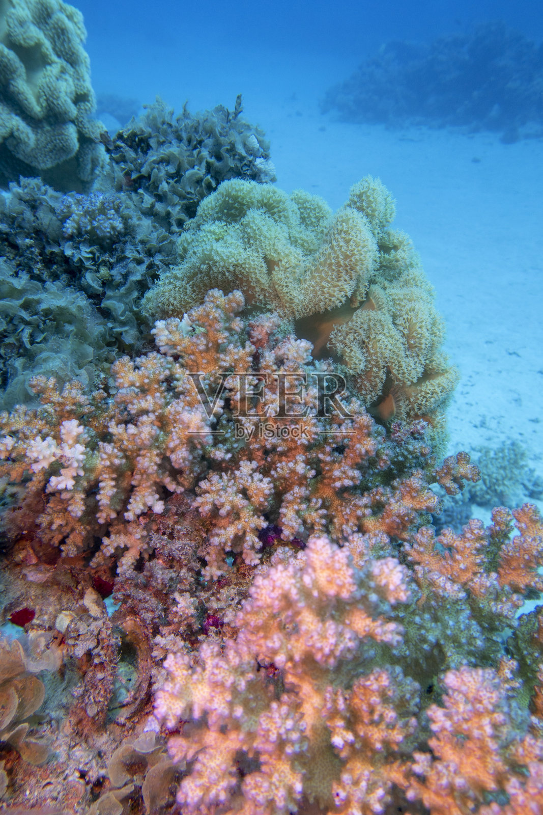 热带海洋沙质海底的彩色如画珊瑚礁，石质和软珊瑚，水下景观照片摄影图片