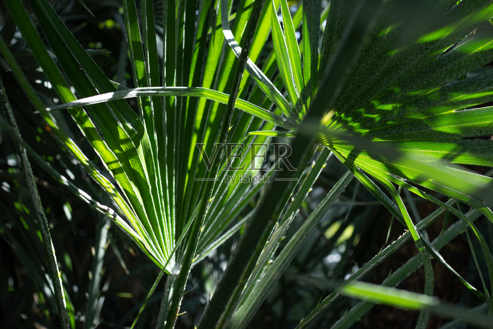 温室植物照片摄影图片
