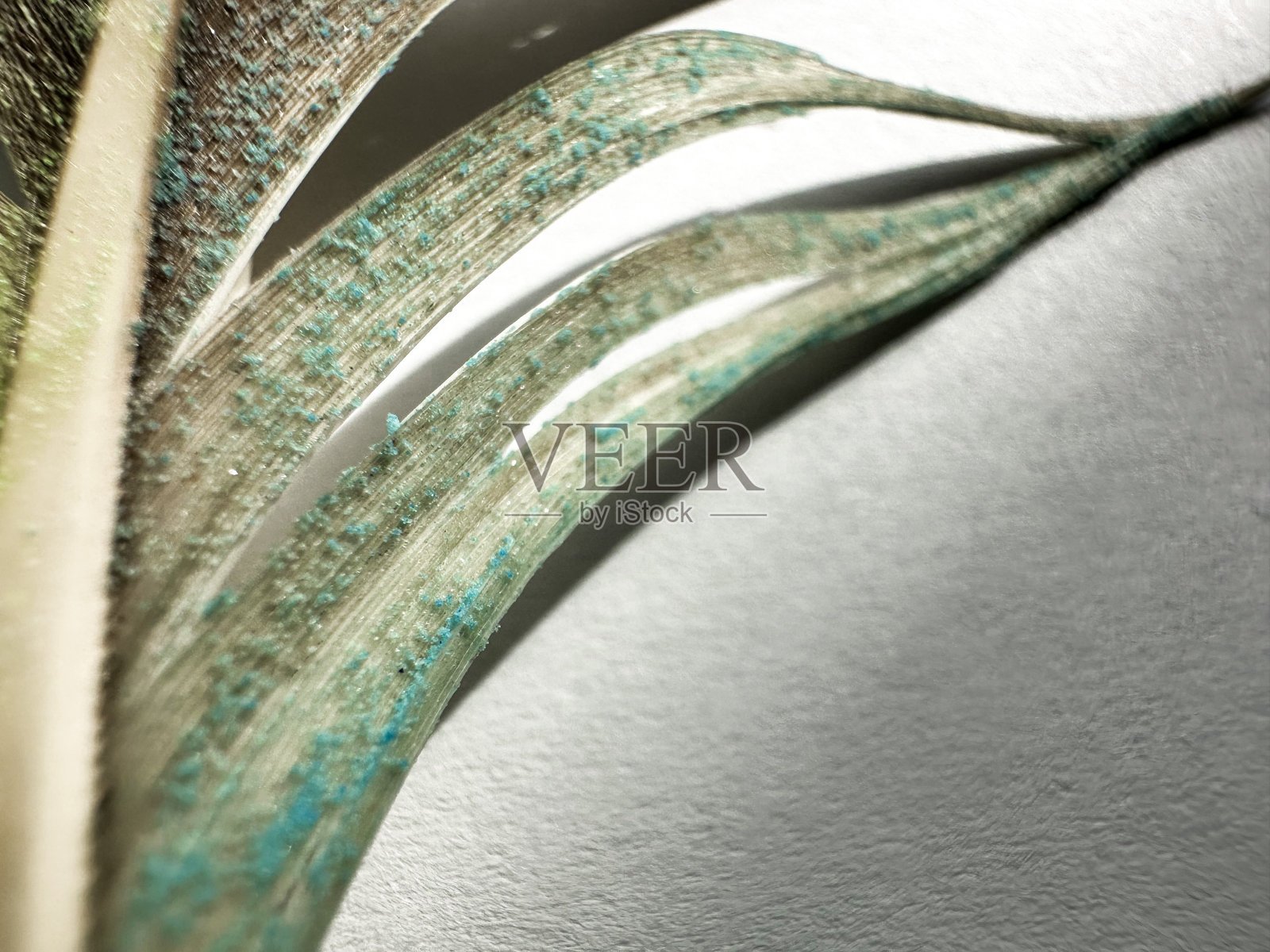 鸟的羽毛照片摄影图片