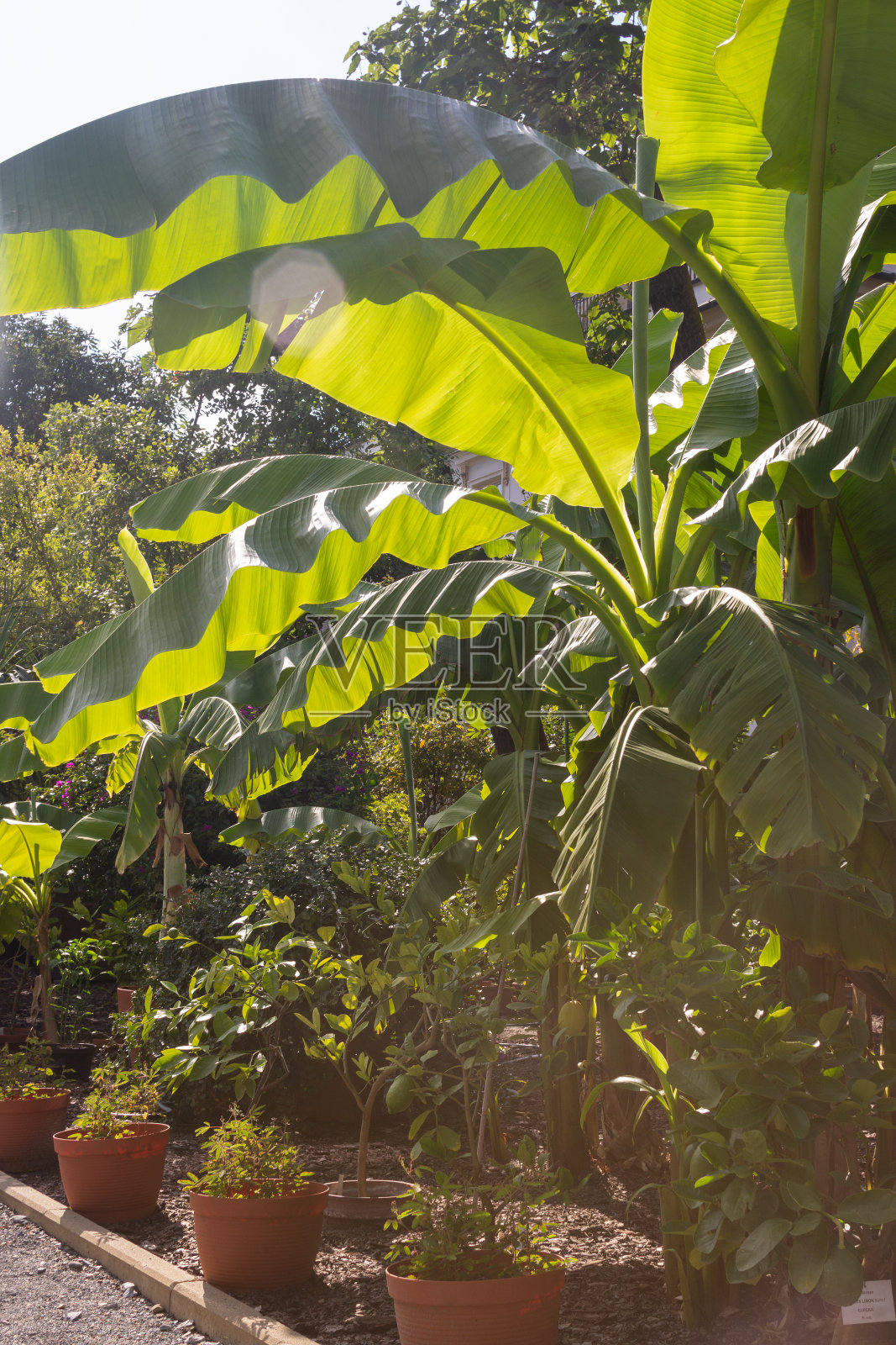 香蕉照片摄影图片