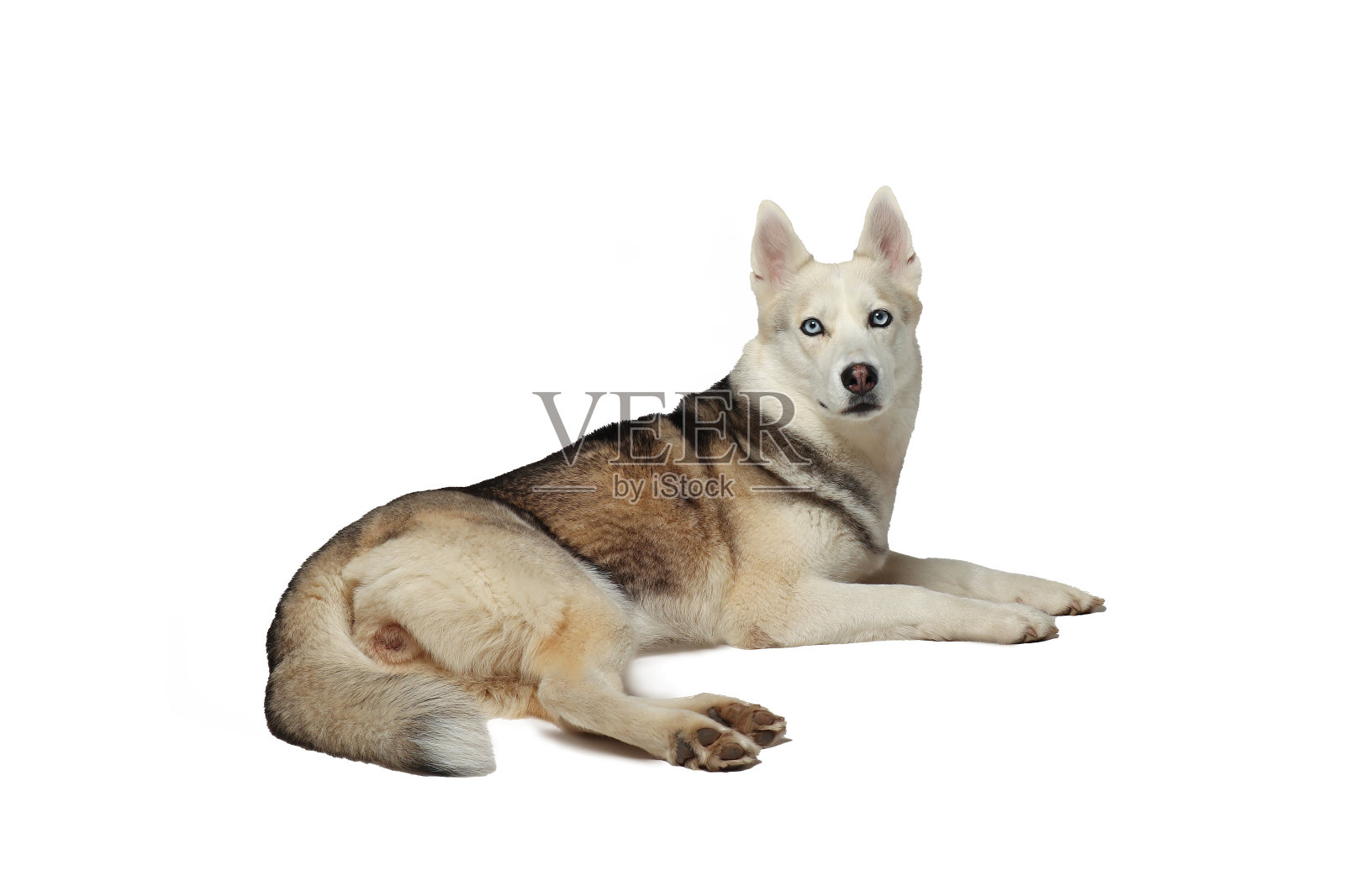 肖像的灰色女孩西伯利亚躺在一个白色的背景照片摄影图片