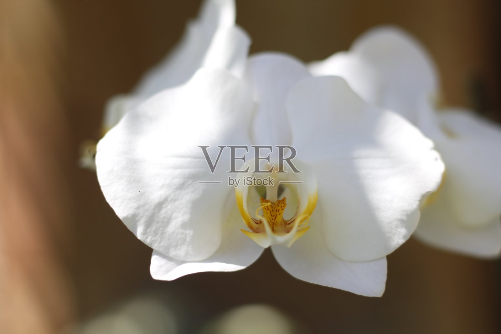 白色的兰花照片摄影图片