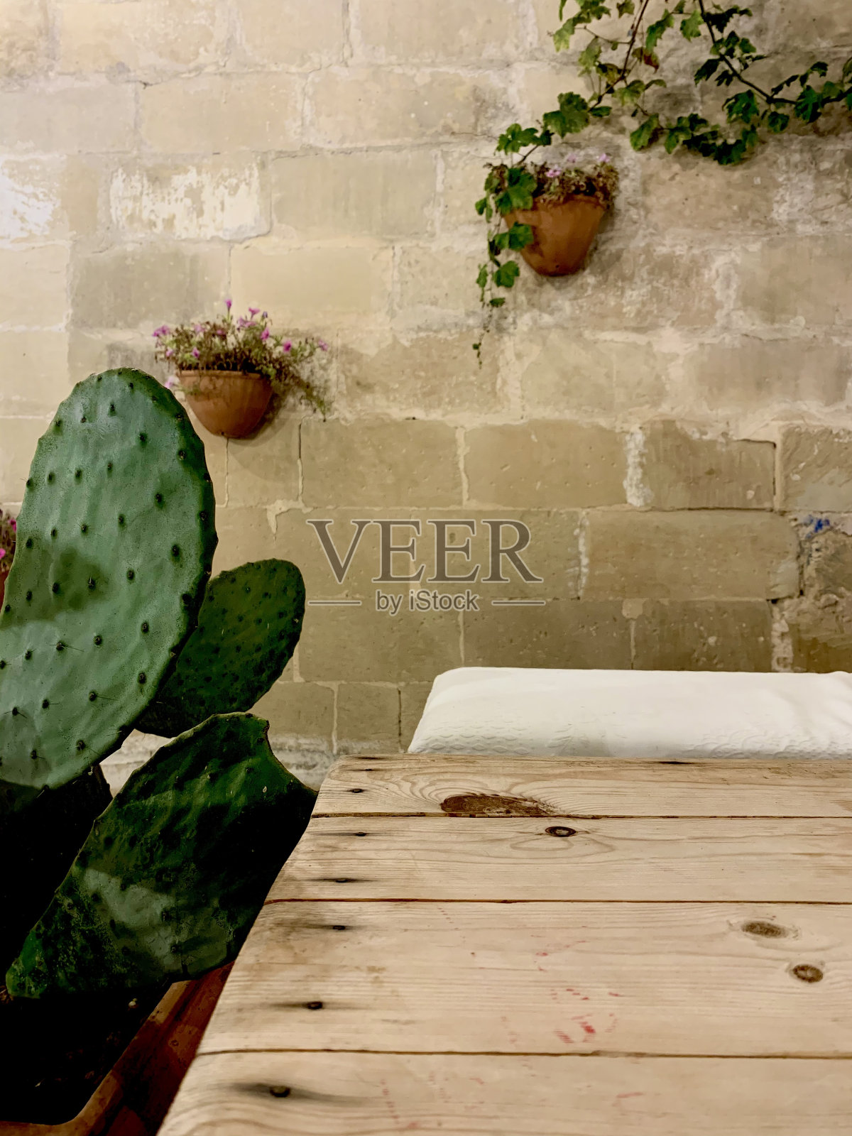 仙人掌和墙上的花照片摄影图片