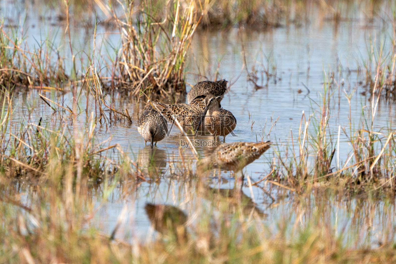 短嘴多威彻犬群涉水照片摄影图片