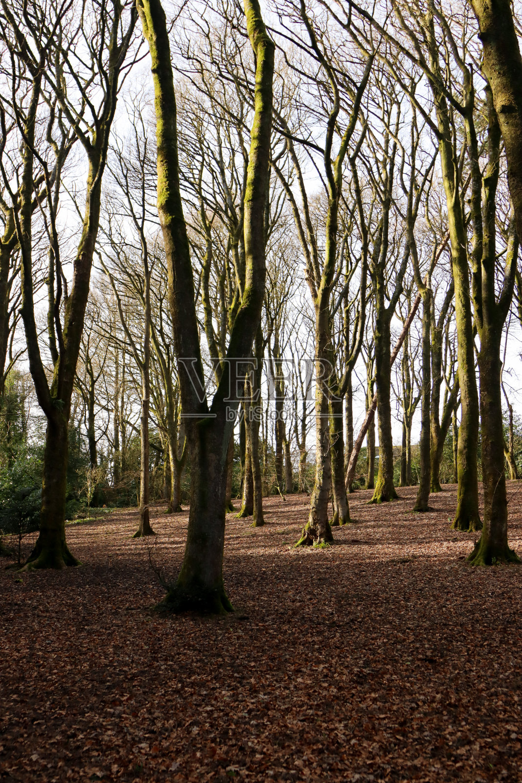约克郡基斯利的奥克沃斯公园，光秃秃的树木在斑驳的阳光下照片摄影图片