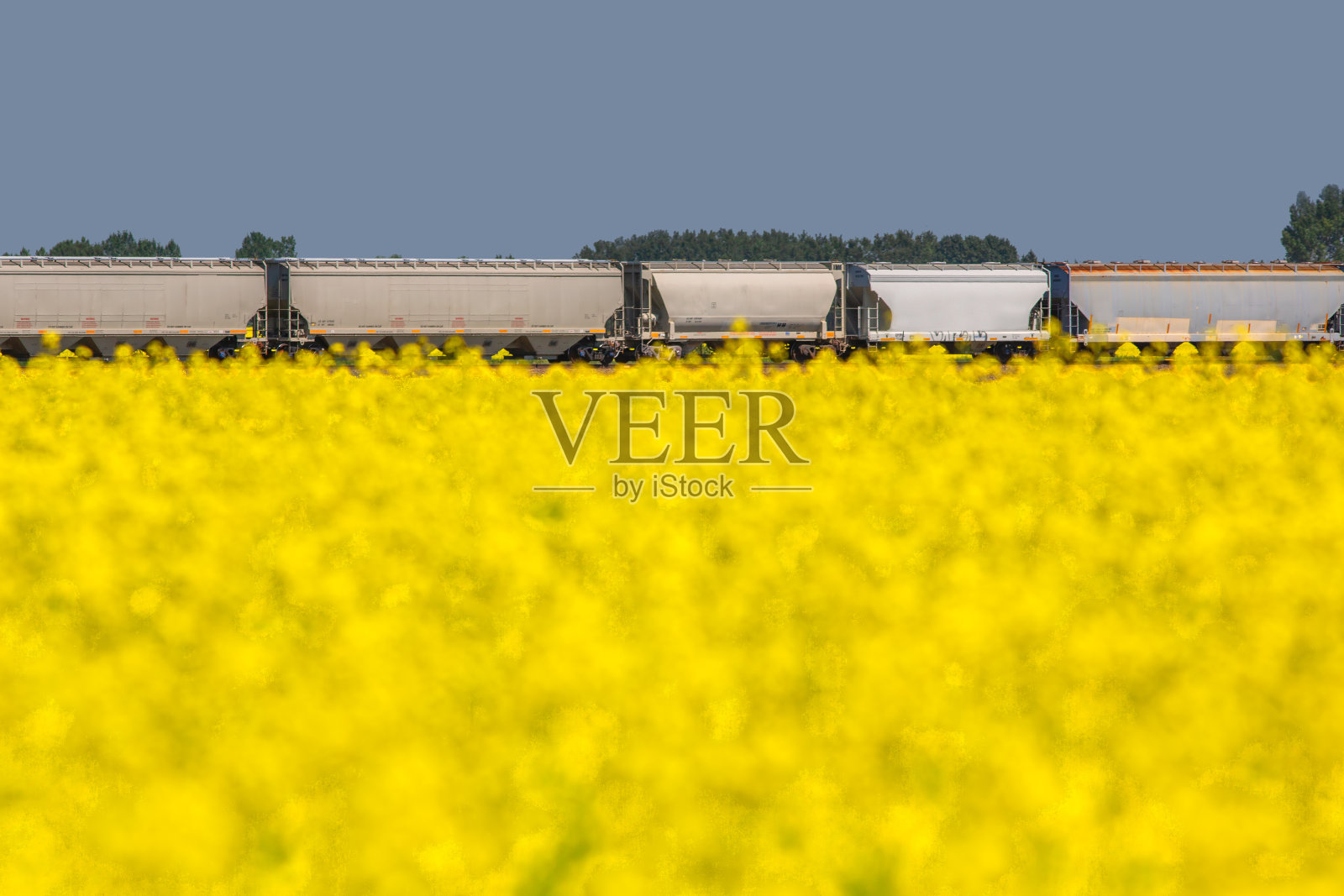 铁路运粮车驶过黄色的油菜籽田。照片摄影图片