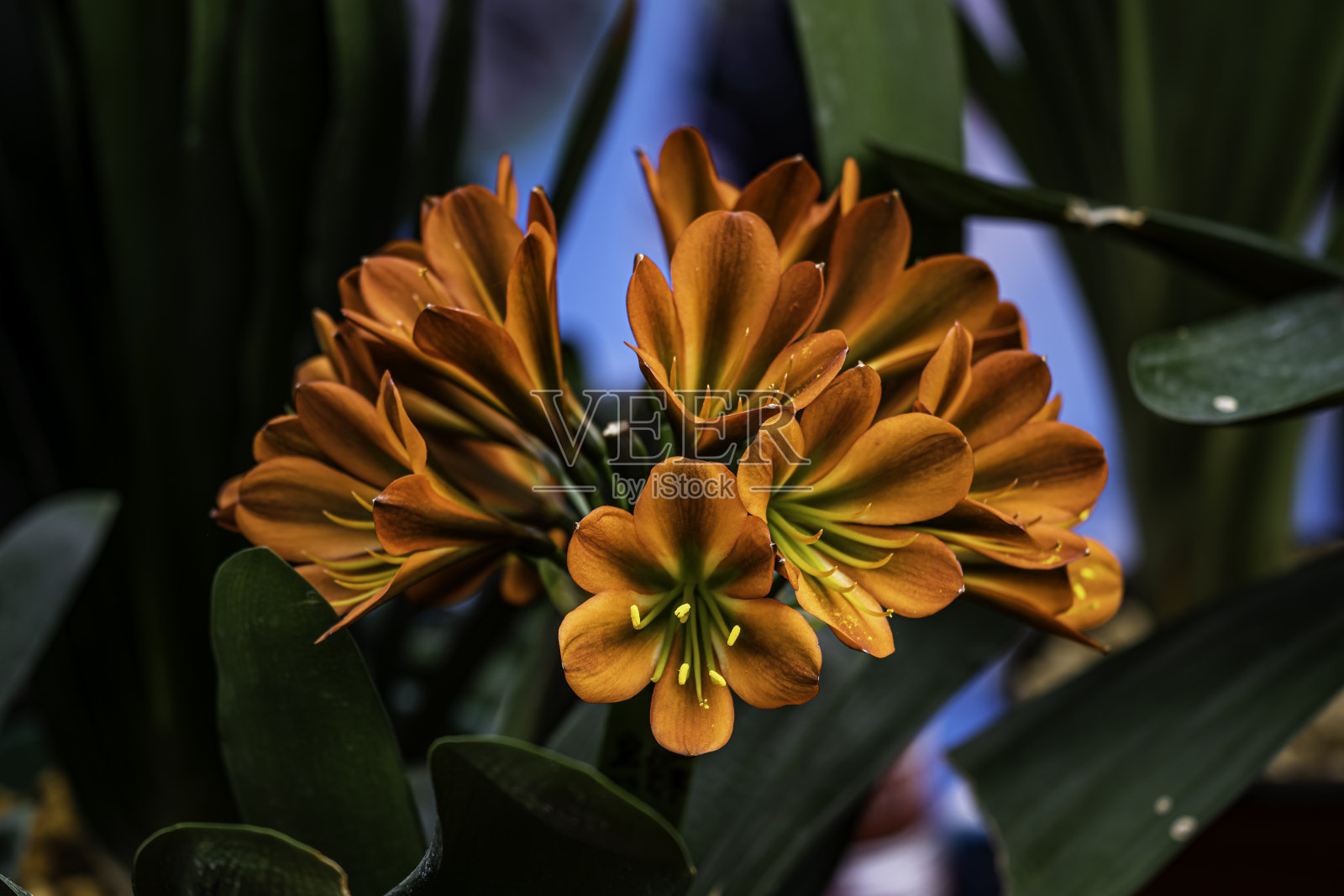 盛开的克里维亚照片摄影图片