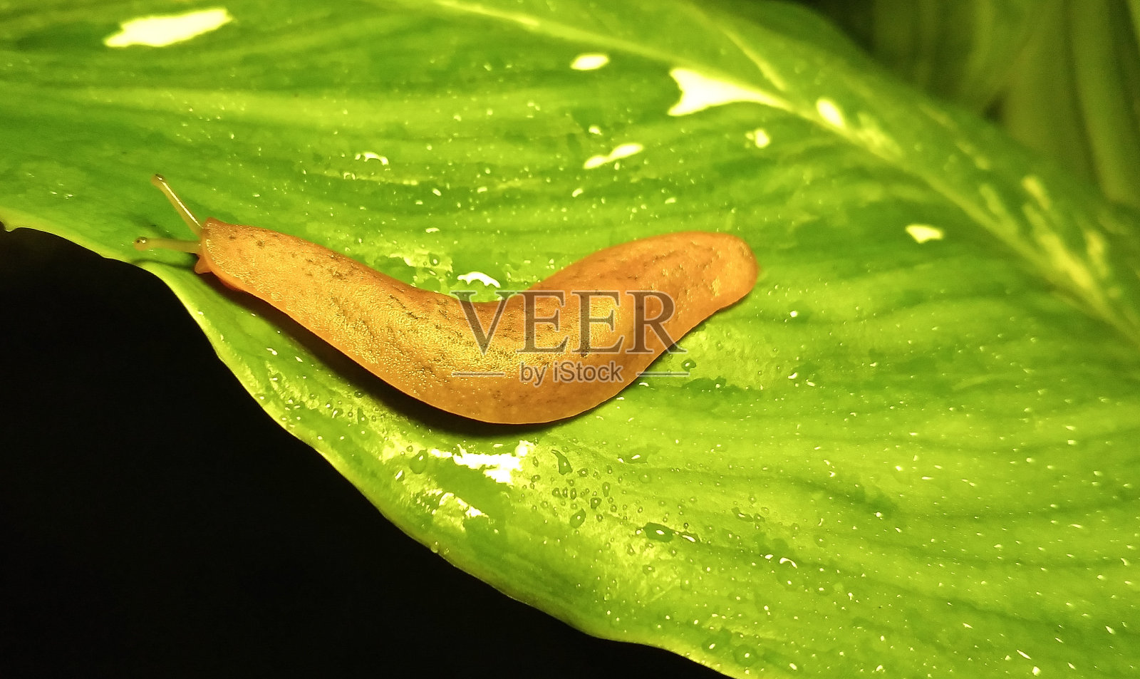 软体动物特写照片摄影图片