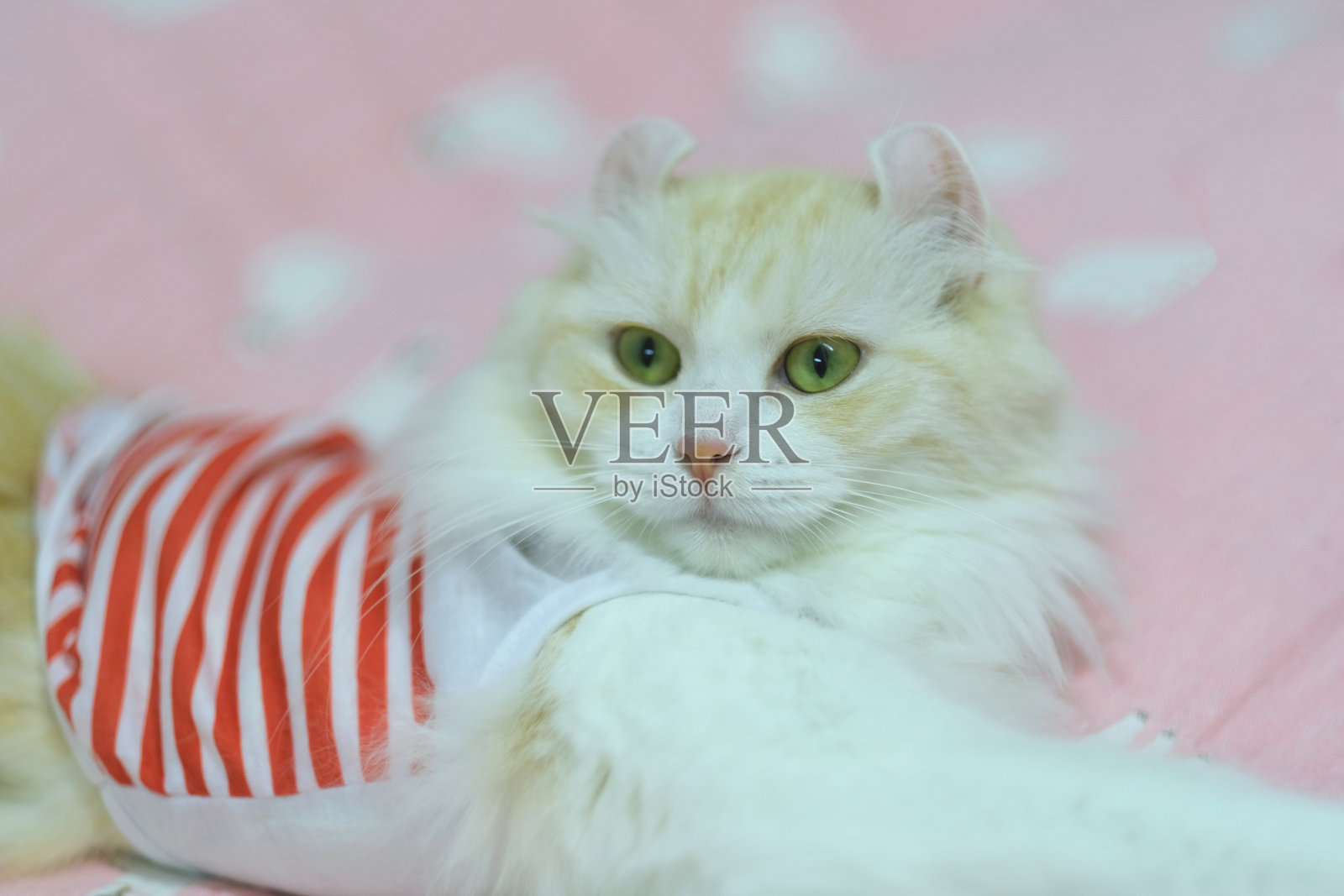 床上躺着一只穿着红色条纹外套的奶油色美国卷曲猫。照片摄影图片