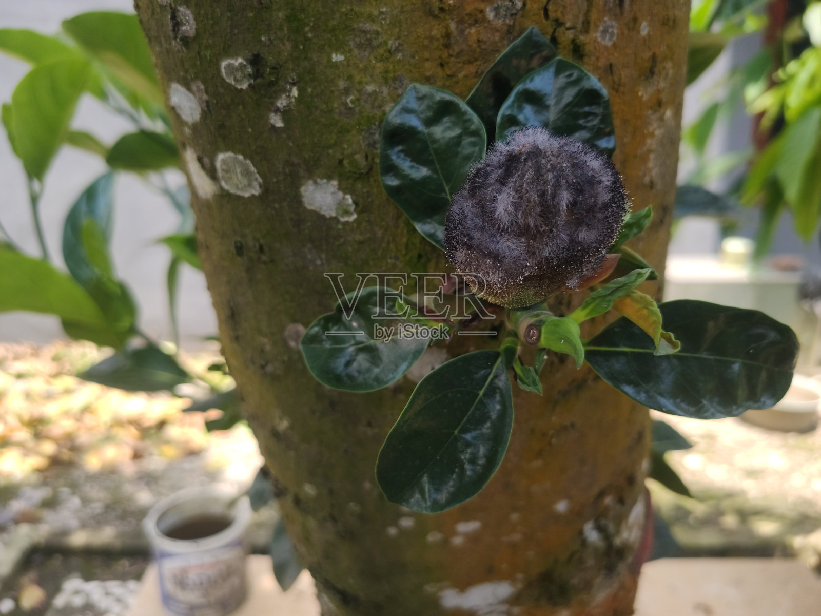 热带水果菠萝蜜树照片摄影图片