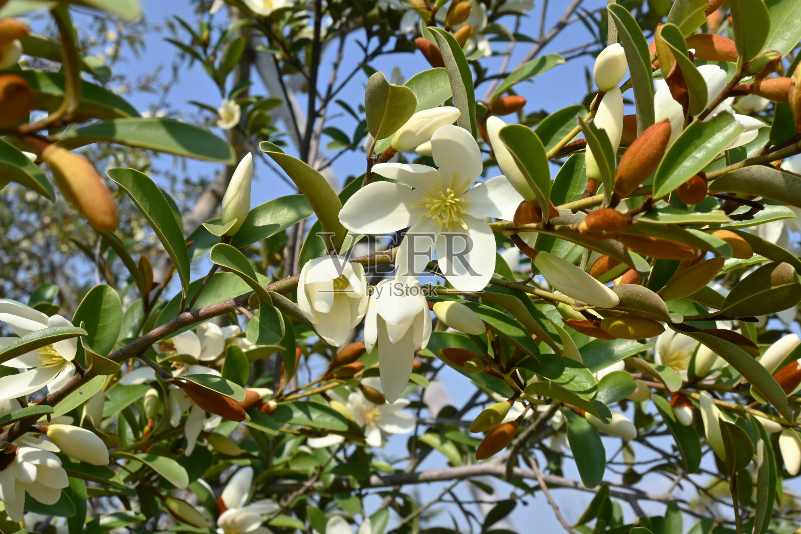 云南含笑“香珍珠”花。照片摄影图片