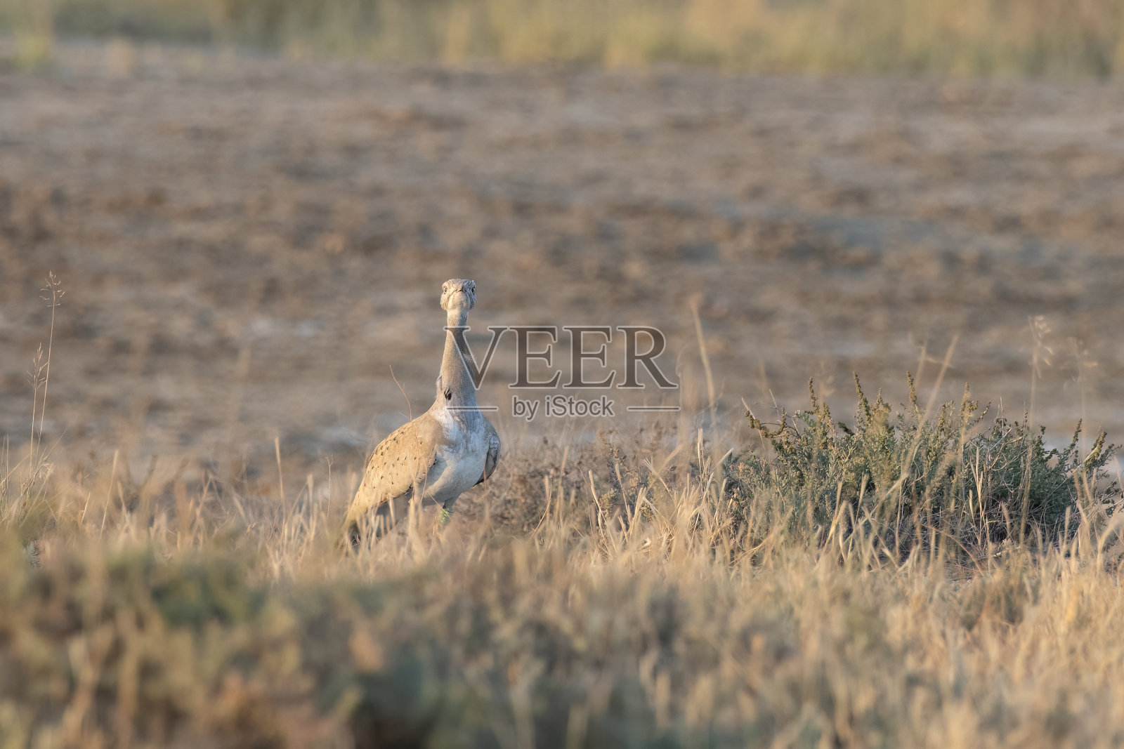 麦奎因的鸨是冬季迁徙到印度古吉拉特邦库奇的大兰恩。照片摄影图片