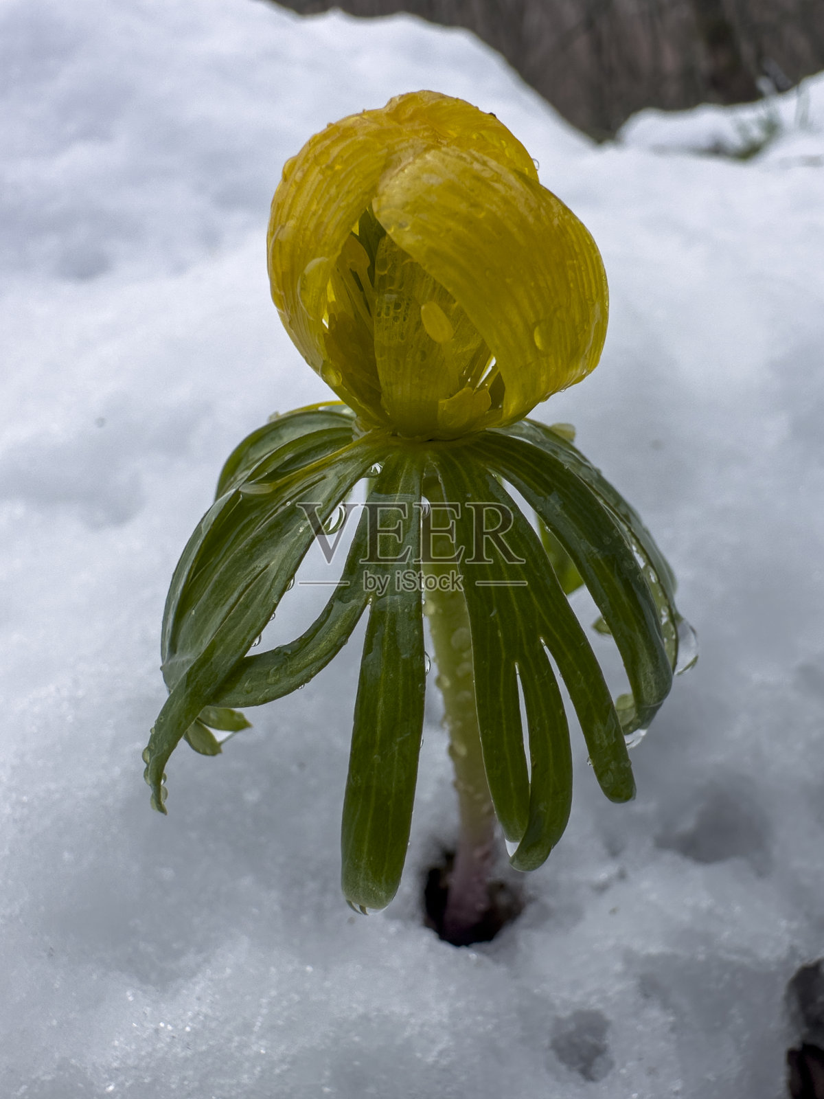 三月雪花落在野花上，花的纹理照片摄影图片