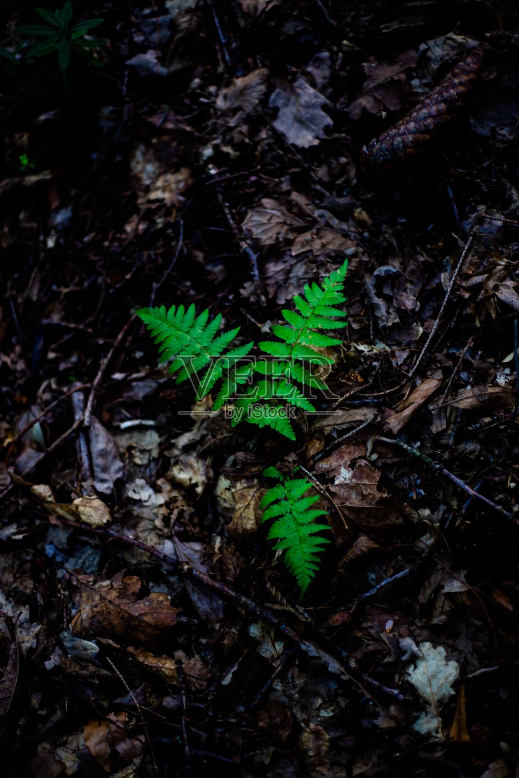 在夜晚，黑暗的森林中，一棵生长在树叶床上的发光蕨类植物照片摄影图片