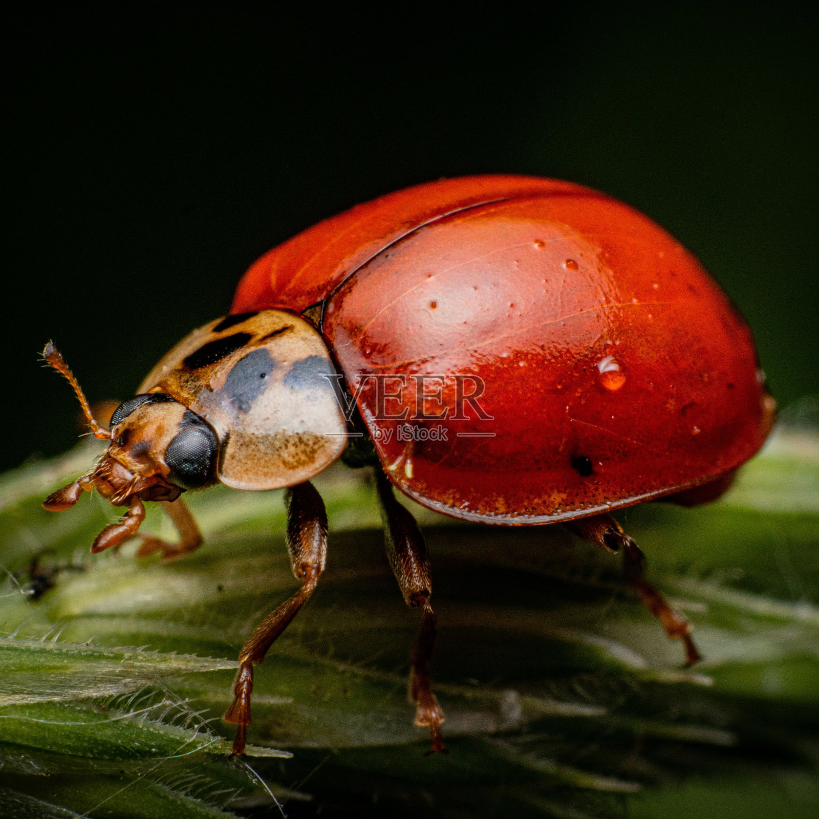 充满活力的微距镜头，一只亚洲瓢虫在一片绿叶上。照片摄影图片