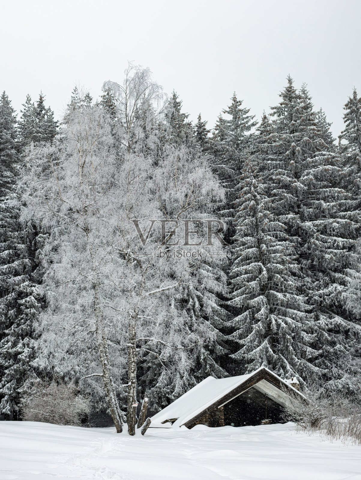 如画的冬季景色，森林里的树木被雪覆盖。照片摄影图片