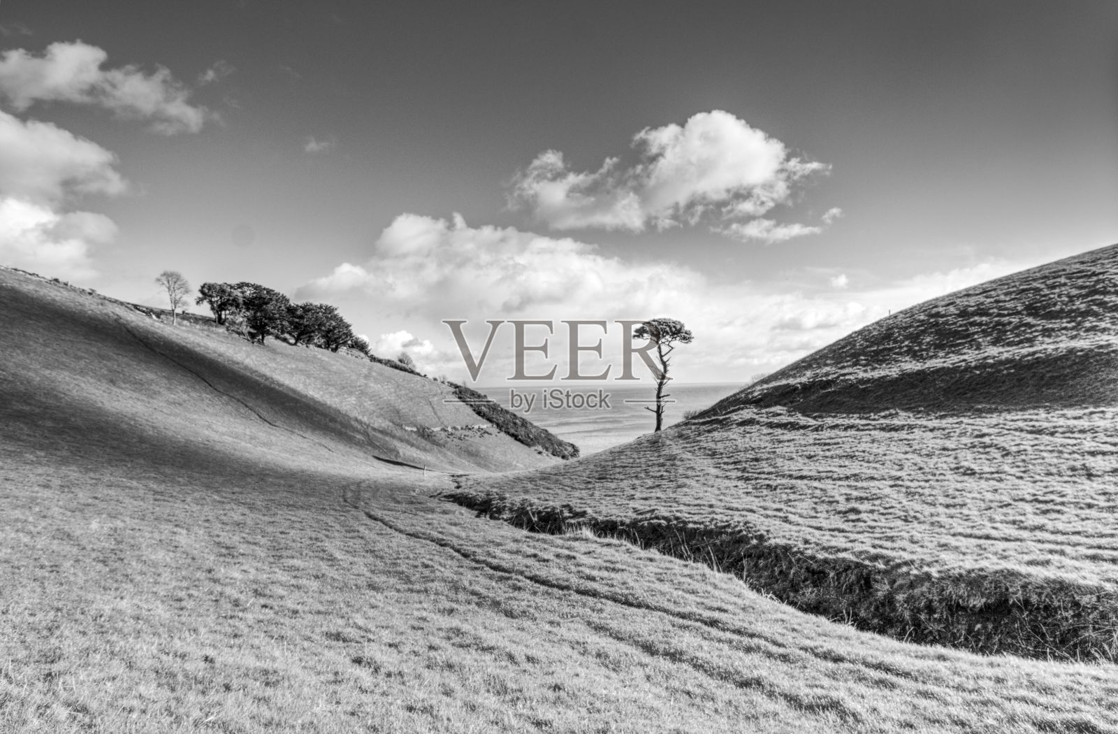 树木站在长满草的山上的灰度镜头照片摄影图片