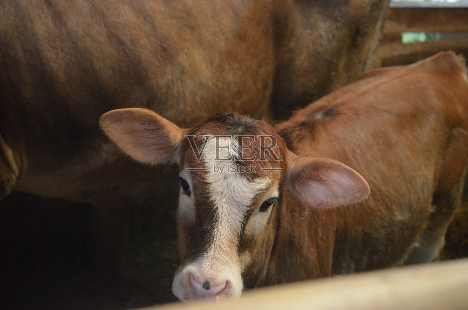 小牛照片摄影图片