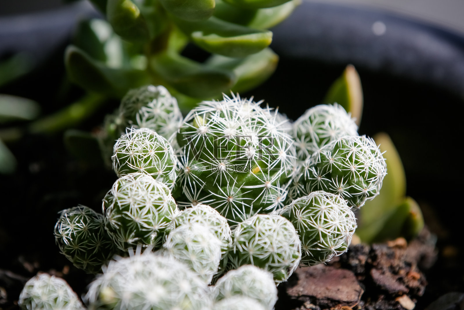 白色的雪多肉植物在花盆背景为下午的太阳。照片摄影图片