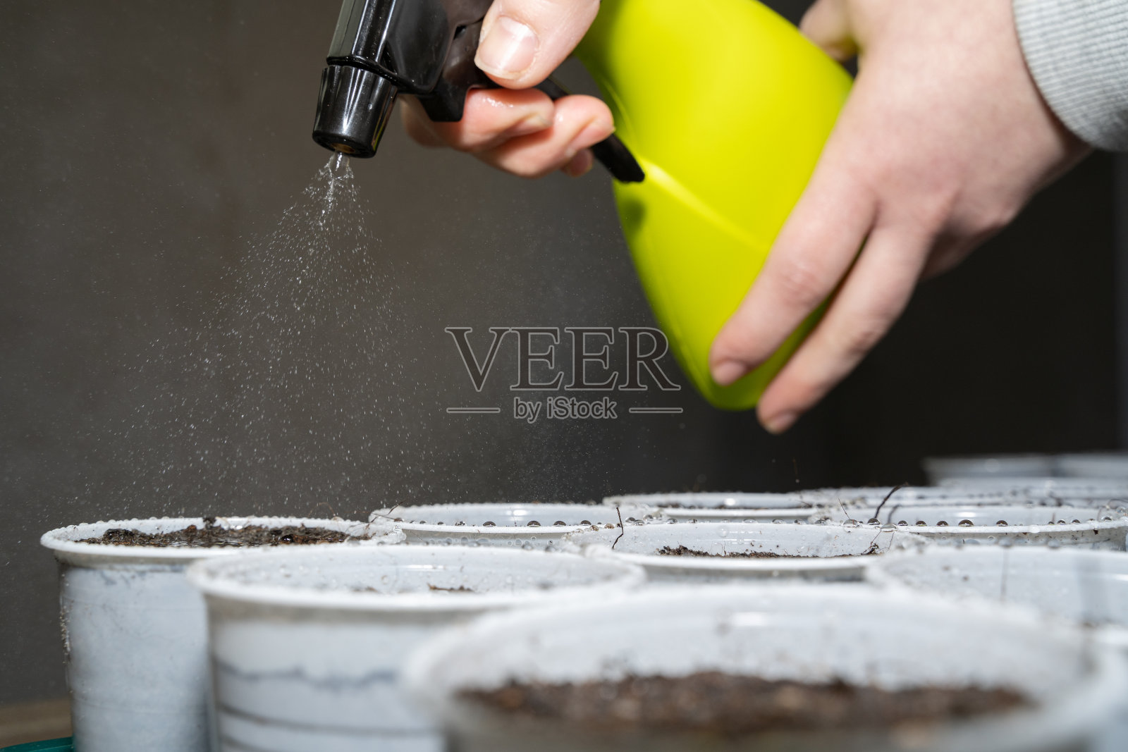 女性用喷水器在杯子里给新蔬菜浇水照片摄影图片