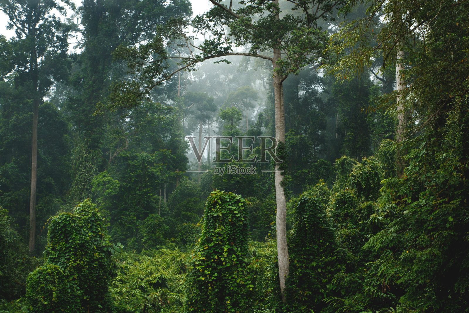 丛林树冠天堂-一瞥婆罗洲郁郁葱葱的雨林照片摄影图片