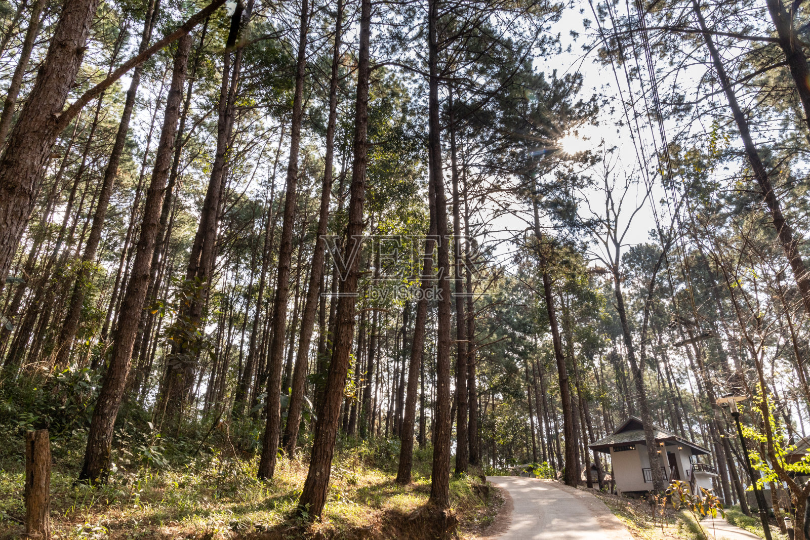 庞雄是泰国北部湄宏颂的一个旅游景点，有风景优美的高山湖泊和松树。照片摄影图片