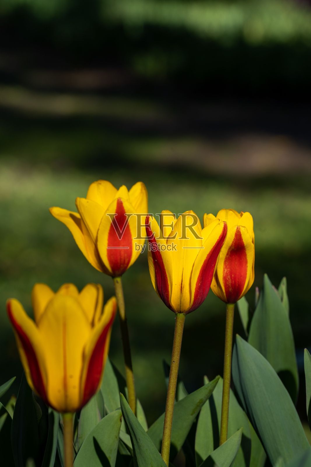 Tulipa kaufmanniana郁金香在一个阳光明媚的日子里生长在花园里照片摄影图片