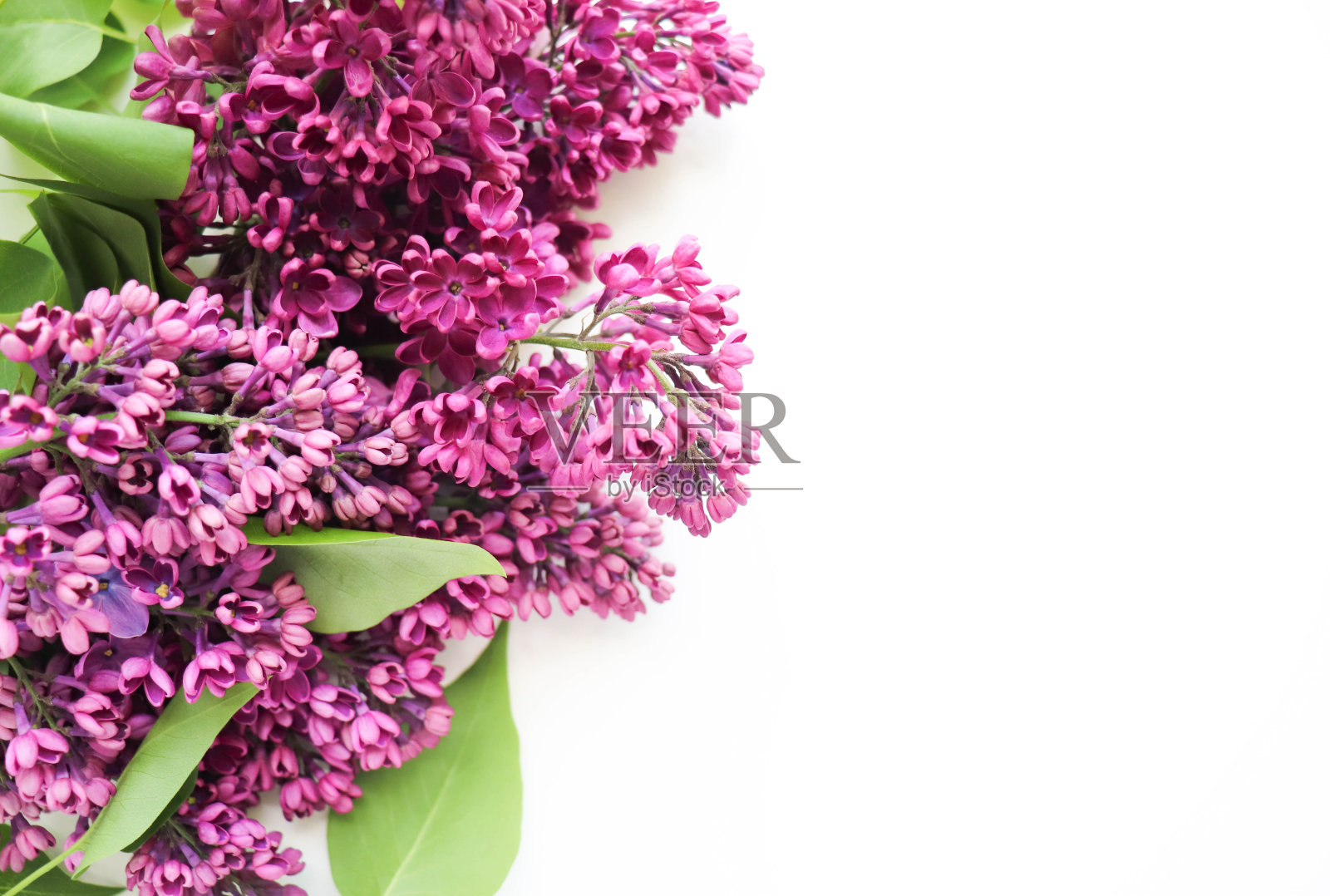 贺卡布局。丁香花束和白色空白文字照片摄影图片