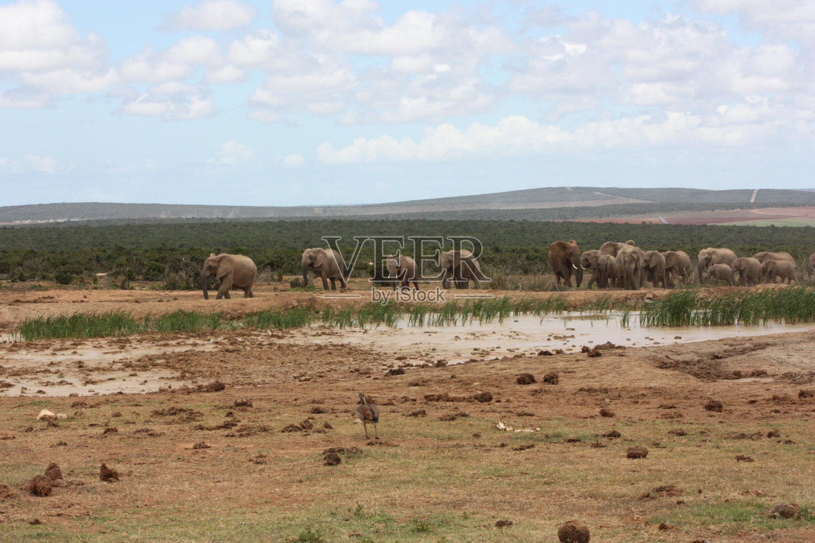 非洲野生动物照片摄影图片