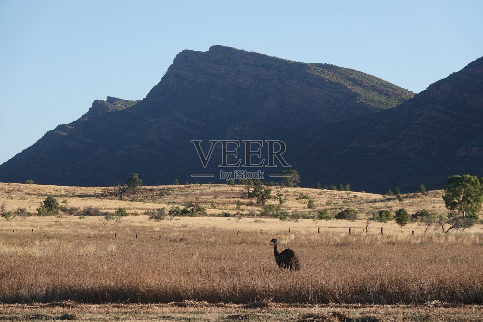 Wilpena磅外的鸸鹋照片摄影图片