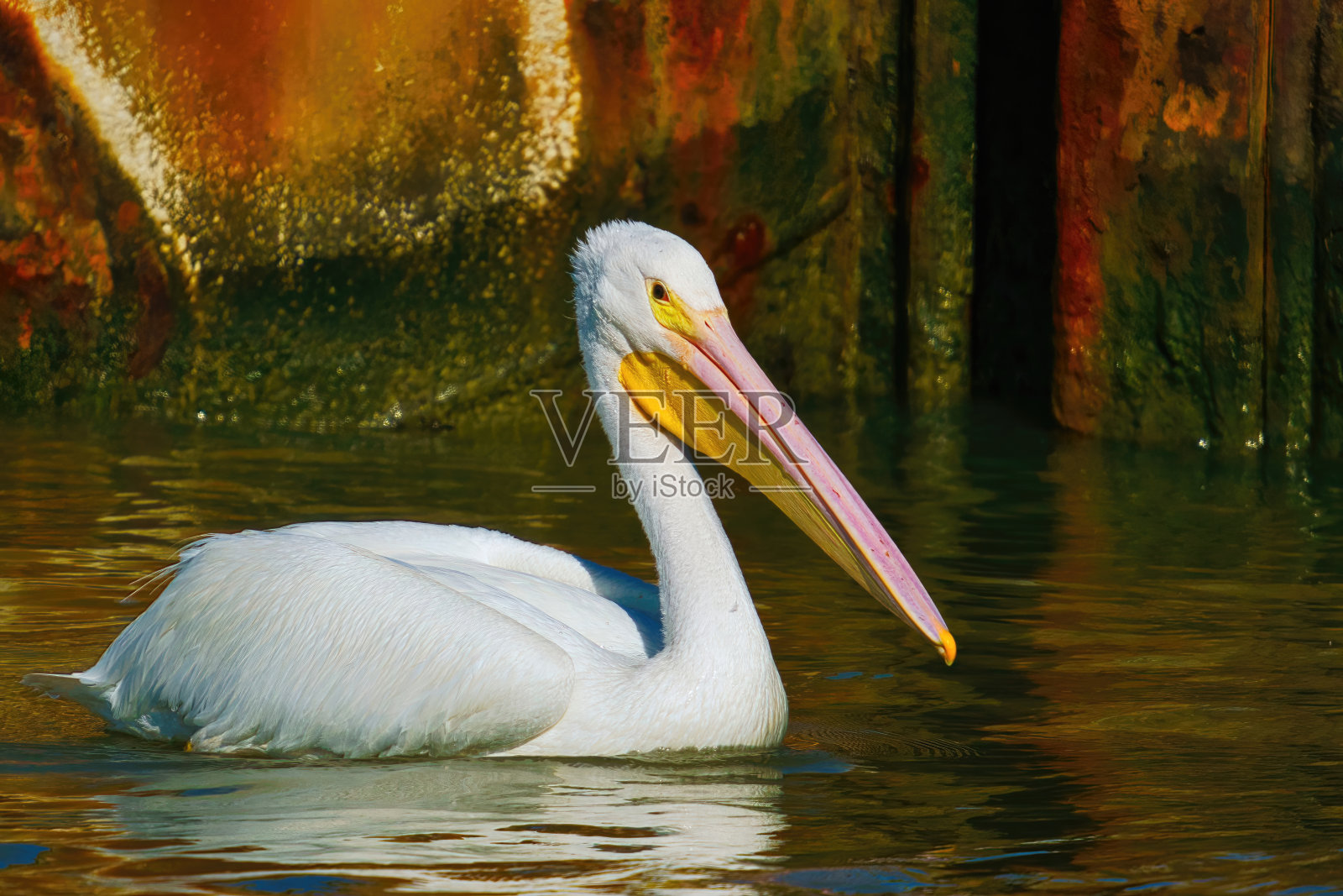 白色鹈鹕坐在水里照片摄影图片