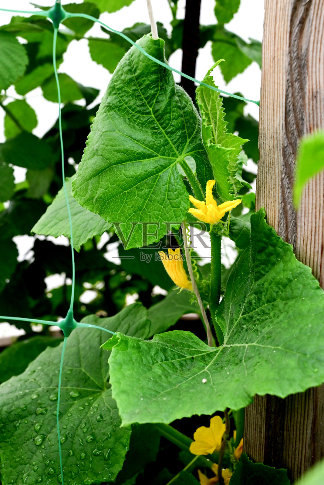 黄瓜在花园里生长照片摄影图片