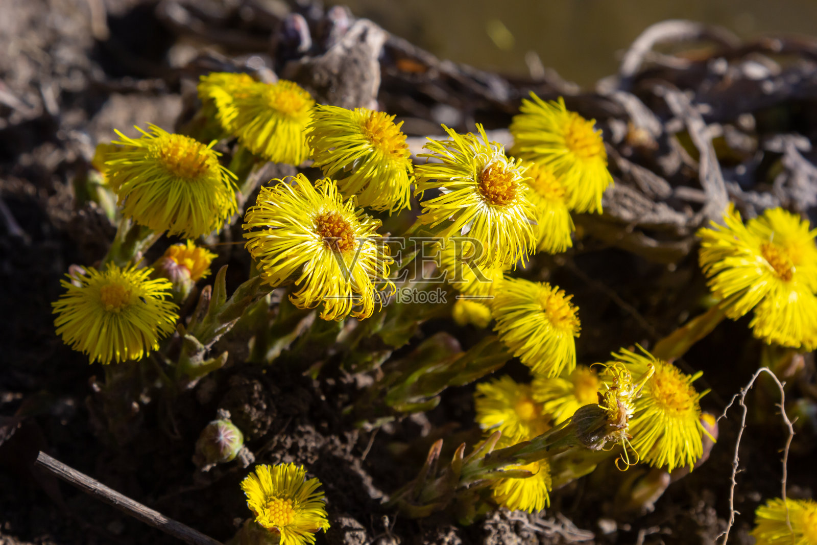 farfara Tussilago farfara，通常被称为coltsfoot，是雏菊科菊科的一种植物。春天阳光明媚的日子里植物的花朵照片摄影图片