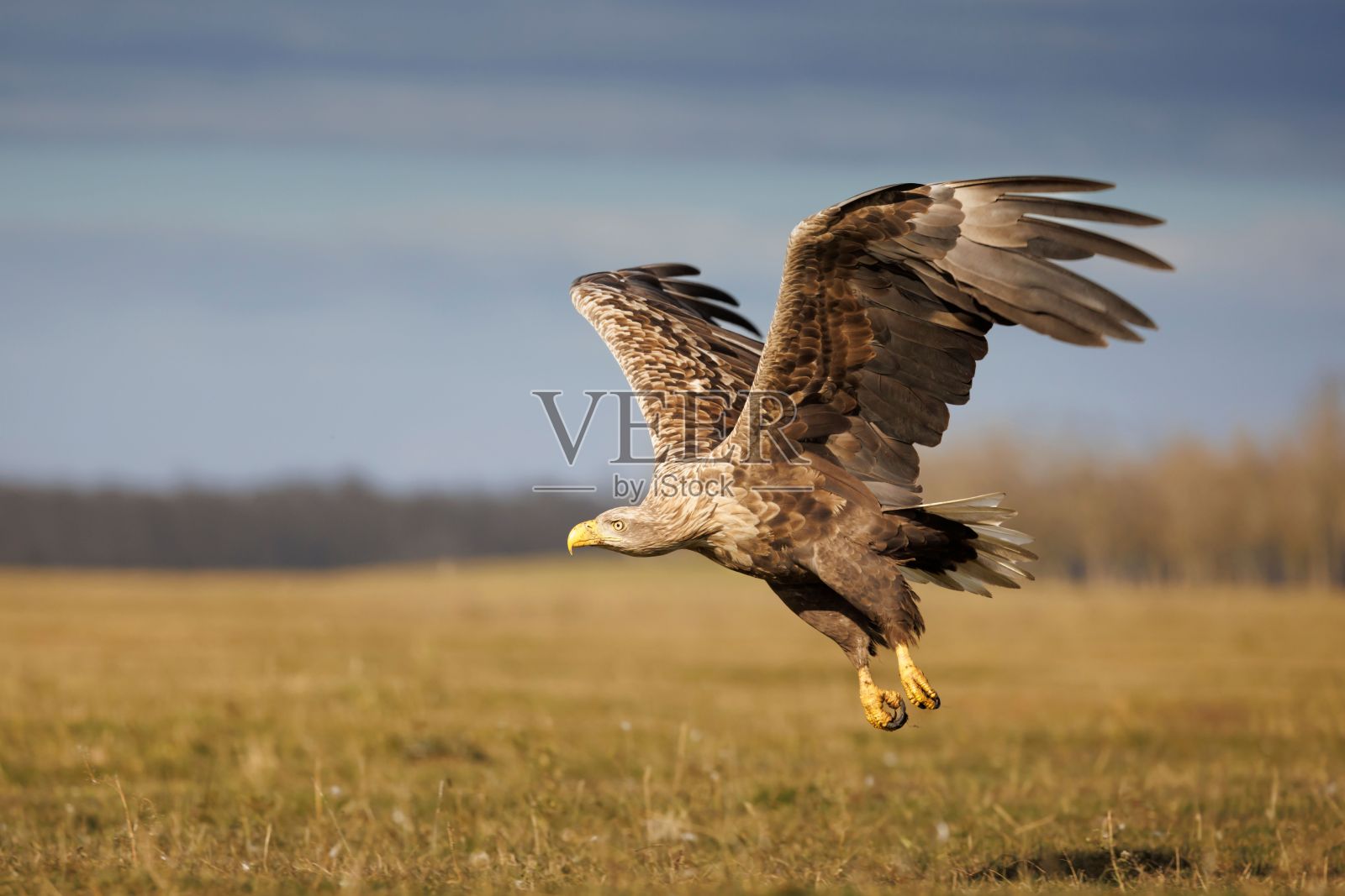 雄伟的白尾鹰从郁郁葱葱的草地上展翅飞翔照片摄影图片