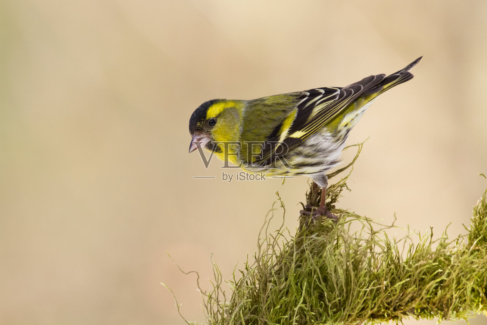 鸟，小黄鸟，冬天在欧洲波兰照片摄影图片