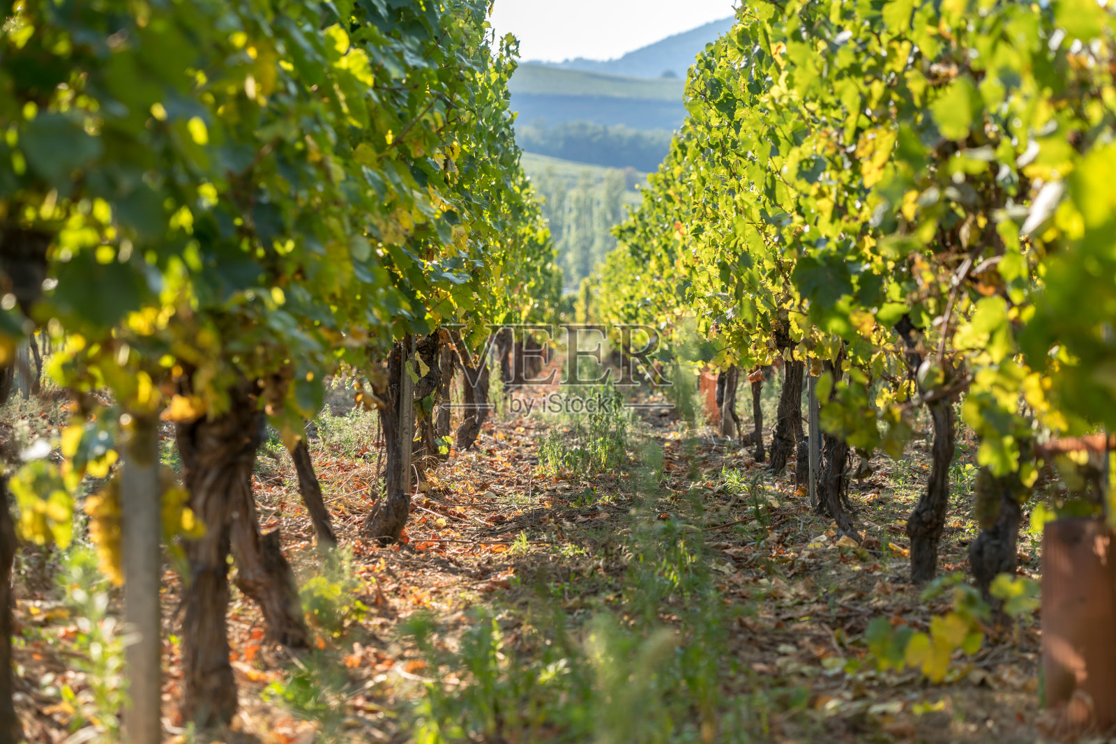 瓦鲁斯葡萄园里的葡萄园照片摄影图片