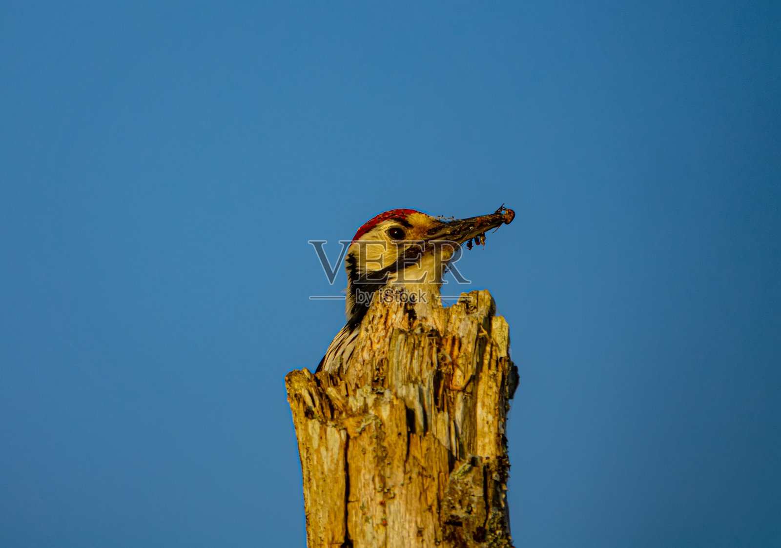 啄木鸟带着甲虫幼虫在鸟巢里觅食照片摄影图片